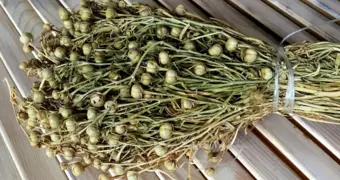 Россия предупреждает казахстанцев о суровых последствиях: что нельзя ввозить в страну