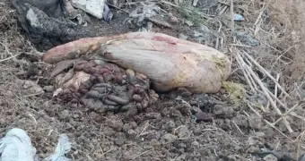 Жители Актау бросают мусор за двором