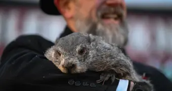 Знаменитый сурок предсказал затяжную зиму