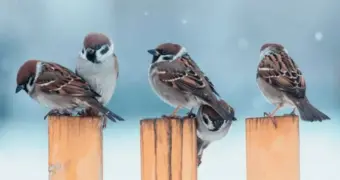Перепись воробьев проведут в России
