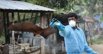 Летальный вирус Нипах: важное обращение санврачей для всех казахстанцев