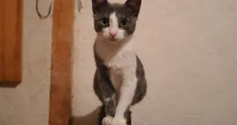 Откликнитесь, добрые люди: за жизнь кошки борются ветеринары в Актау