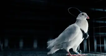 Голуби с нейрочипами: российский стартап превращает птиц в «живые дроны»