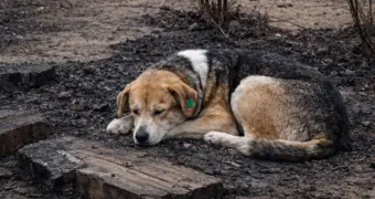 Нелюди среди нас: собаку едва не сожгли заживо в Актау