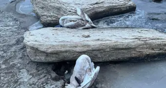 Мёртвых лебедей обнаружили в отстойнике близ села Саин Шапагатов