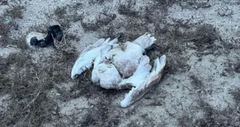 Мертвые лебеди на берегу: экологи Мангистау проводят проверку