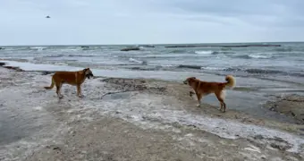 Учёные продолжают обсуждать поворот северных рек для спасения Каспия