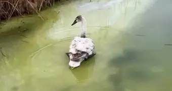 Лебедей продолжают спасать в Мангистау