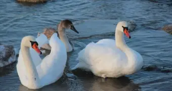 Сколько лебедей зимуют на Каспии в Мангистау