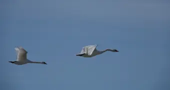 Природоохранная инспекция подсчитала мертвых лебедей близ Саина Шапагатова