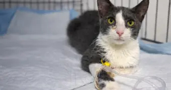 Неравнодушные спасают Джессику: у больной кошки из Актау появился шанс на жизнь