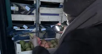 В Мангистау крупную партию бельгийских груш вернули отправителю