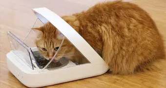 Шпионаж из миски: как обычная кормушка для кота открывает хакерам двери в вашу квартиру