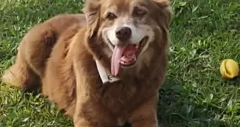 Пес, который 10 лет просидел у могилы хозяина, вдохновил парламентариев на новый закон