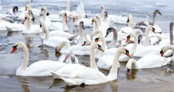 В Мангистауской области призвали не кормить лебедей хлебом