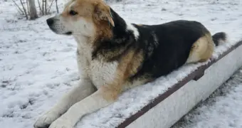 Люди среди нас: оставшаяся без будки собака Кирюша нашла семью в Актау