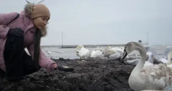 Лебеди стали главной аттракцией на набережной Актау. Фоторепортаж