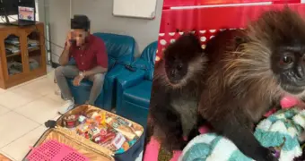 В аэропорту Бангкока поймали мужчину с редкими обезьянами в чемодане