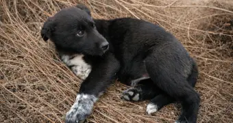 В пригороде Актау щенки ищут дом