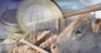 Казахстан предлагает деньги и коров за новый адрес