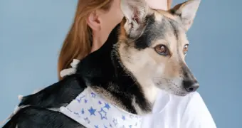 В Мангистау впервые пройдёт международная акция по бесплатной стерилизации животных