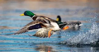 В Мангистау открывается сезон охоты на селезня