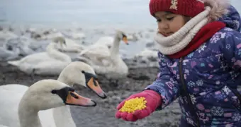 Почему лебеди заполонили Актау и стоит ли бить тревогу?