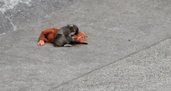 История макаки Панча: почему мать отказалась от малыша, объяснили ученые