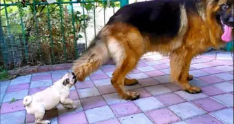 Какие породы собак кусают людей чаще всего