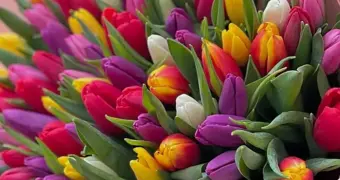 Мужчинам на заметку перед 8 Марта: что означает каждый цвет тюльпана на языке любви