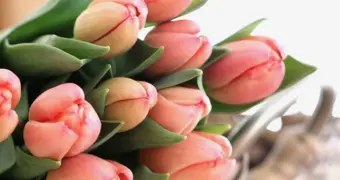 Выплаты к 8 Марта в Казахстане 2026: регионы и размеры пособий