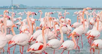 Розовое облако: фламинго сняли на ВИДЕО близ Актау
