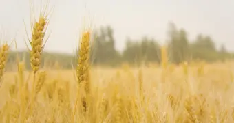 В Казахстане планируют наладить производство глютамина и крахмала