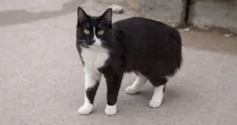 «Ластится к людям, а ее пинают»: история кошки в Актау растрогала жителей