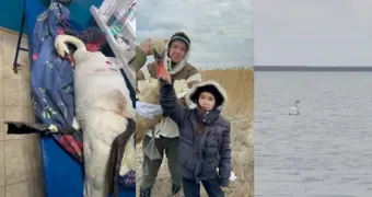 Чудесное спасение: ветеринары выпустили прооперированного лебедя в озеро Караколь