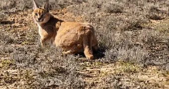 Охотившийся в степи каракал попал на видео в Мангистау
