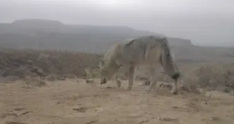 Степь полна жизни – сотрудники заповедника Устюрт делятся кадрами фотоловушек