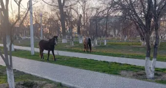 «Где хозяева?» Лошади свободно разгуливают в Актау