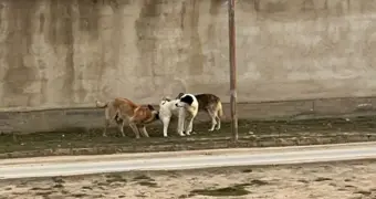 Собаки лают, акимы молчат: село в Мангистау страдает от нашествия бездомных животных