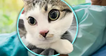 Пожилой мужчина оставил кота у зоомагазина, приложив трогательную записку