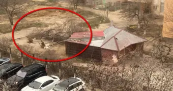 «Почему такое варварство?»: жители Актау возмутились крупной вырубкой деревьев и кустарников