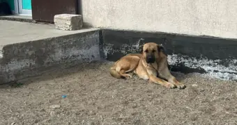 В одном из сельских округов Мангистау отловили более 80 бродячих животных