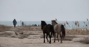Безнадзорным лошадям в Актау нашли участок под временное содержание