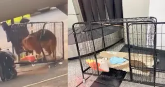 «Это халатность!»: пассажирка с собакой не смогла улететь из Алматы в Актау