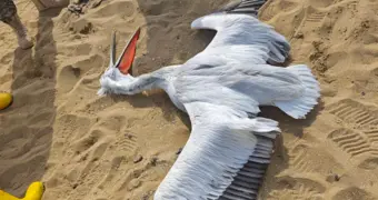 На берегу Каспия нашли мертвого краснокнижного пеликана: полиция начала расследование