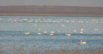 Километр над уровнем воды: важное объявление опубликовали сотрудники заповедника Устюрт
