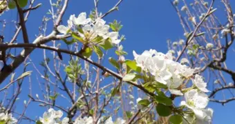 Почему весной особенно хочется влюбиться: объясняют учёные и психологи