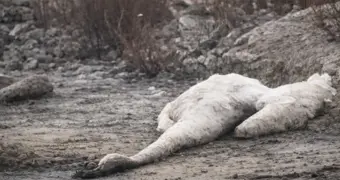 «Об этом нельзя молчать»: вблизи Актау обнаружена массовая гибель лебедей