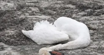 Специалисты озвучили количество погибших лебедей на побережье Актау