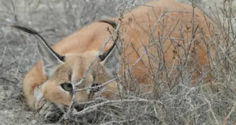 В природном заповеднике Мангистау отмечается рост поголовья диких животных